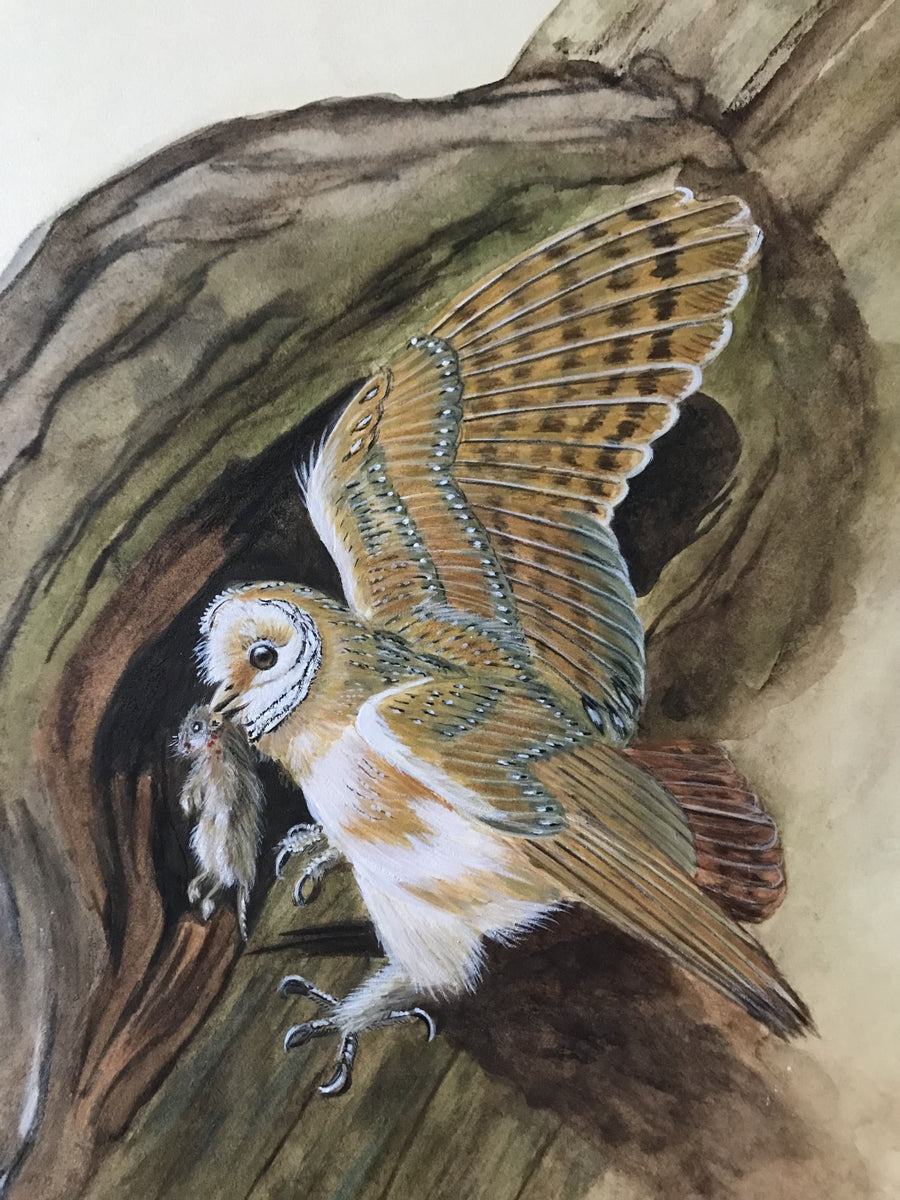 ひがOWL Diaries 絵本15冊&64GBマイヤペン等 OWL Diaries 絵本15冊 全冊音源付 マイヤペン対応 新品