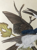 Swallows in autumn (24 x 27 cm)