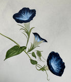 Morning glory with bumblebee (24 x 27 cm)