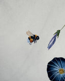 Morning glory with bumblebee (24 x 27 cm)
