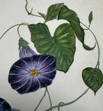 Morning glory with bumblebee (24 x 27 cm)