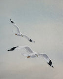 Seagulls (24 x 27 cm)