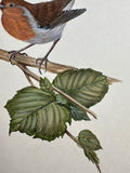 Robin (24 x 27 cm)
