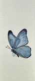 Butterfly (6 cm)