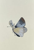 Butterfly (7,5 cm)