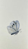 Butterfly (7,5 cm)