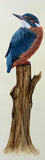 Kingfisher (7,5 cm)