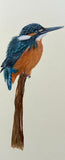Kingfisher (7,5 cm)