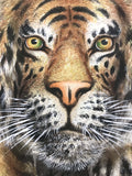 Tiger on the rocks - with BOX (199 cm)