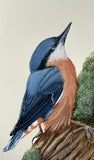 Nuthatch (7,5 cm)