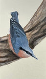 Nuthatch (7,5 cm)