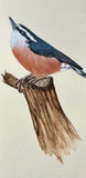 Nuthatch (7,5 cm)