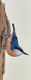 Nuthatch (7,5 cm)