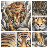 Tiger on the rocks - with BOX (199 cm)