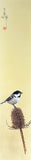 Marsh Tit (7,5 cm)