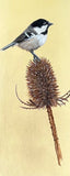 Marsh Tit (7,5 cm)