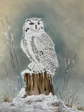Owl with snow (24 x 27 cm)