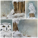 Owl with snow (24 x 27 cm)