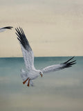 Seagulls (24 x 27 cm)