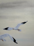 Seagulls (24 x 27 cm)
