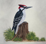 Woodpecker (24 x 27 cm)