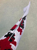 Koi (24 x 27 cm)
