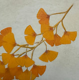 Ginkgo-leaves (24 x 27 cm)