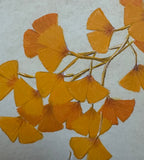 Ginkgo-leaves (24 x 27 cm)
