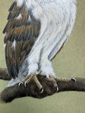 Owl (24 x 27 cm)
