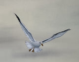 Seagulls (24 x 27 cm)