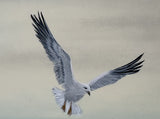 Seagulls (24 x 27 cm)