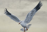 Seagulls (24 x 27 cm)