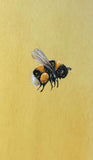 Bumblebee (7,5 cm)
