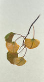 Ginkgo leaves ( 6 cm)