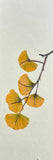 Ginkgo leaves (6 cm)
