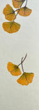 Ginkgo leaves (6 cm)