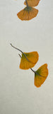 Ginkgo-leaves (6 cm)