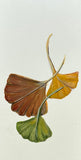 Ginkgo leaves (7,5 cm)