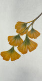 Ginkgo leaves (7,5 cm)