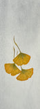 Ginkgo leaves (7,5 cm)