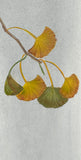 Ginkgo leaves (7,5 cm)