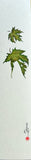 Maple leaves (7,5 cm)
