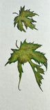Maple leaves (7,5 cm)