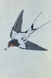 Swallow (7,5 cm)