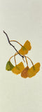 Ginkgo leaves (6 cm)