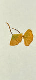 Ginkgo leaves (6 cm)