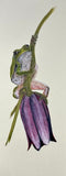 Frog (7,5 cm)