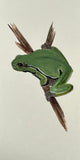 Frog (7,5 cm)