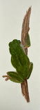 Frog (7,5 cm)