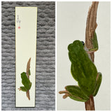 Frog (7,5 cm)